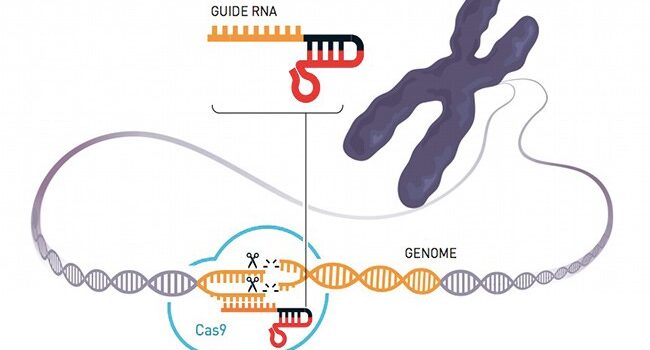 Nobel per la Chimica a due ricercatrici per l’editing del genoma